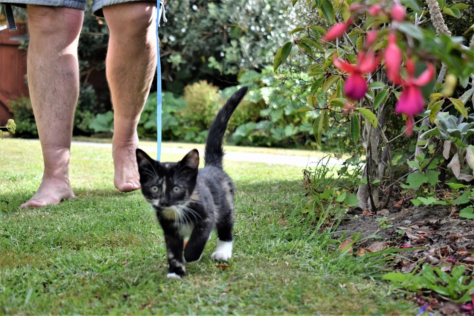Ferne douglas   b08.2 ferne explores the garden   big girl 8 feb 2020 (5)